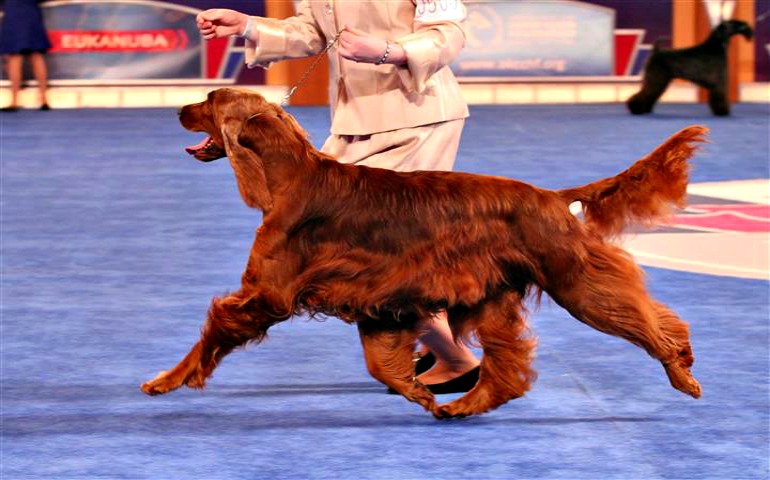 2016 National Championship Judging Panel Now Available