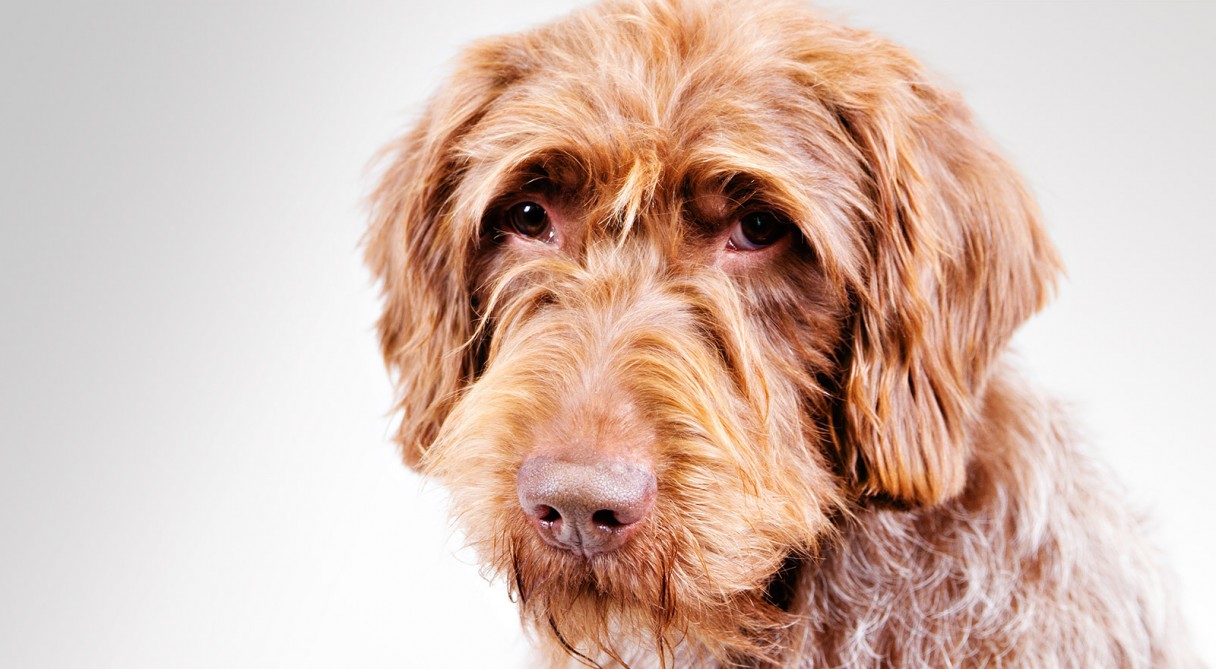 Wirehaired Pointing Griffon Dog Breed Information - American Kennel Club