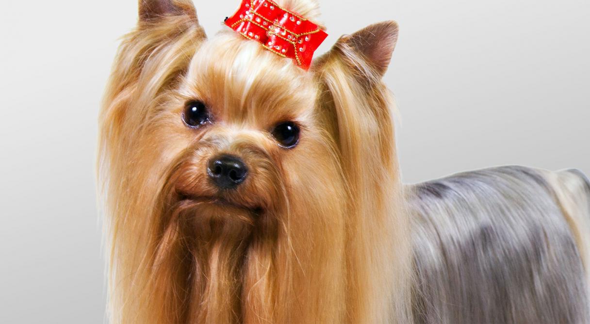 What are some Yorkshire Terrier facts?