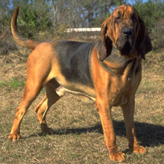 hound dog