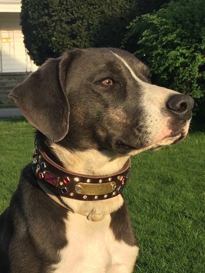 mountain cur mountain cur