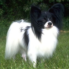 smartest dogs papillon dog breeds akc kennel club american