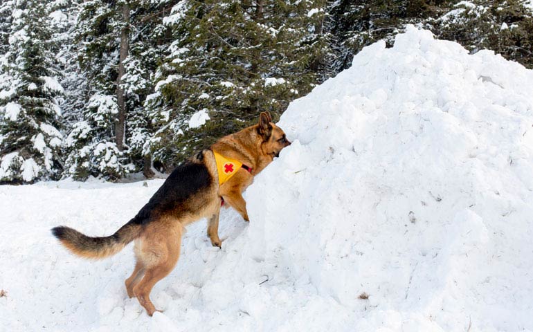 Two Dogs Played A Role In Saving Soldier Who Survived Deadly Avalanche