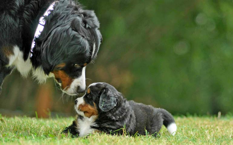 Healthy Dogs, Sick Dogs - Does Breed Type Make A Difference?