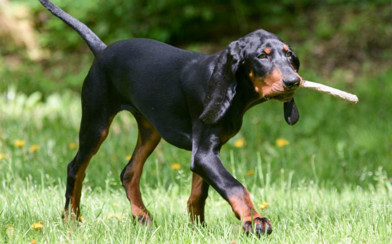 black tan coonhound