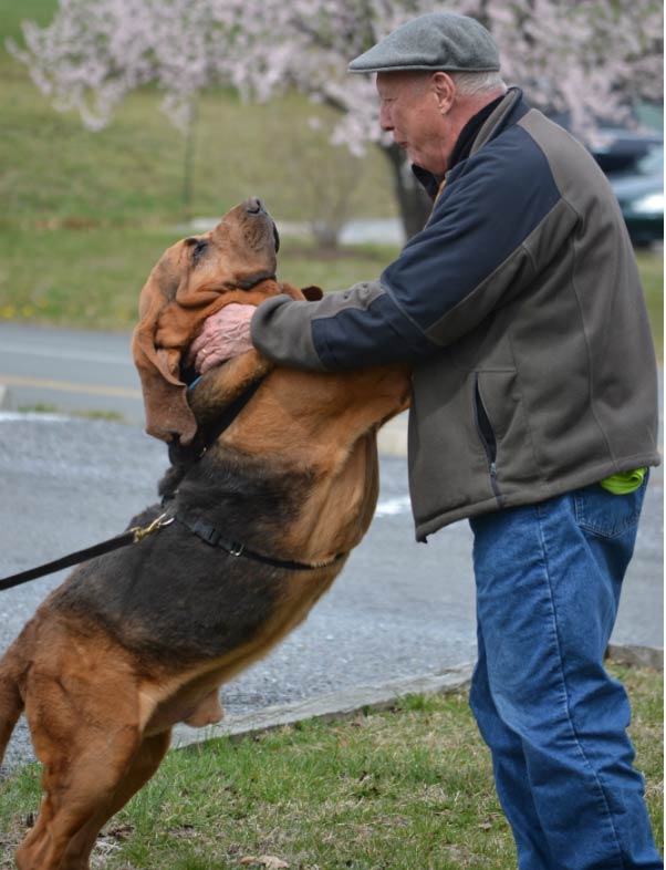 Bloodhound hug