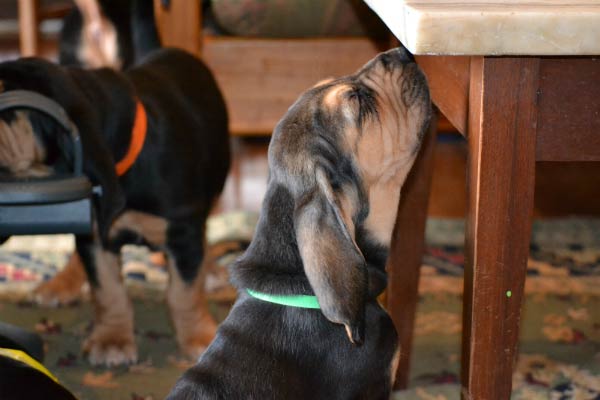 bloodhound puppy smell