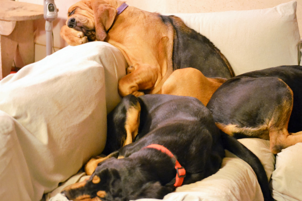 Bloodhound sleep position
