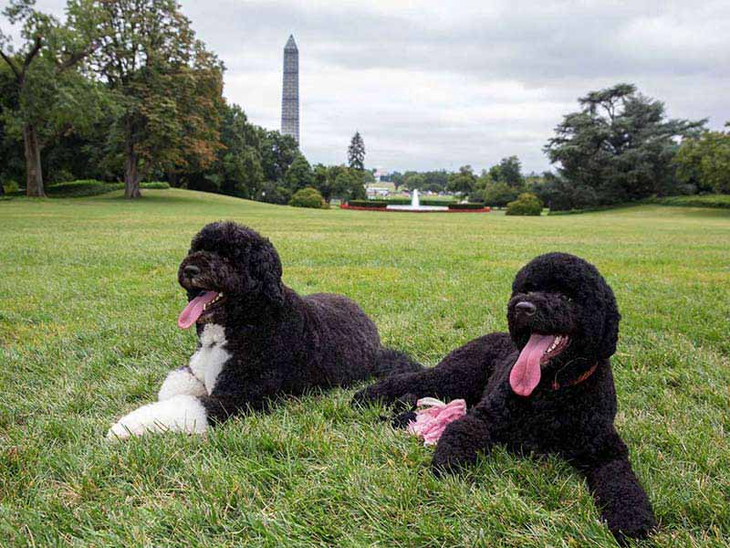 Bo and Sunny the Obama family's Portuguese Water Dogs
