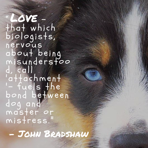 unconditional dog love quotes