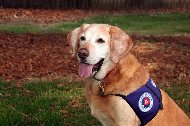 akc therapy dog vest