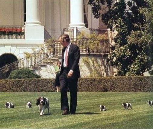 George Bush with Millie the English Springer Spaniel and puppies