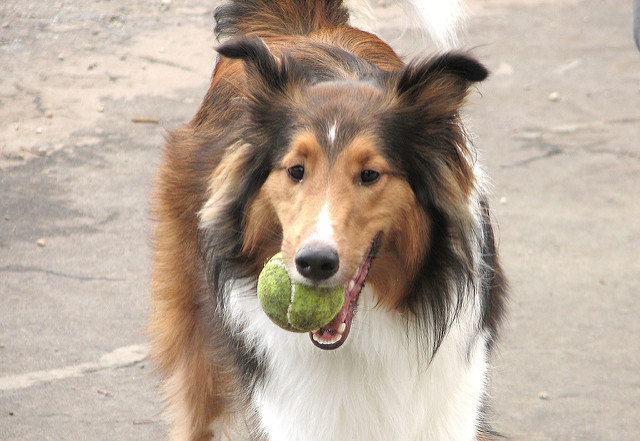 chicago dog park