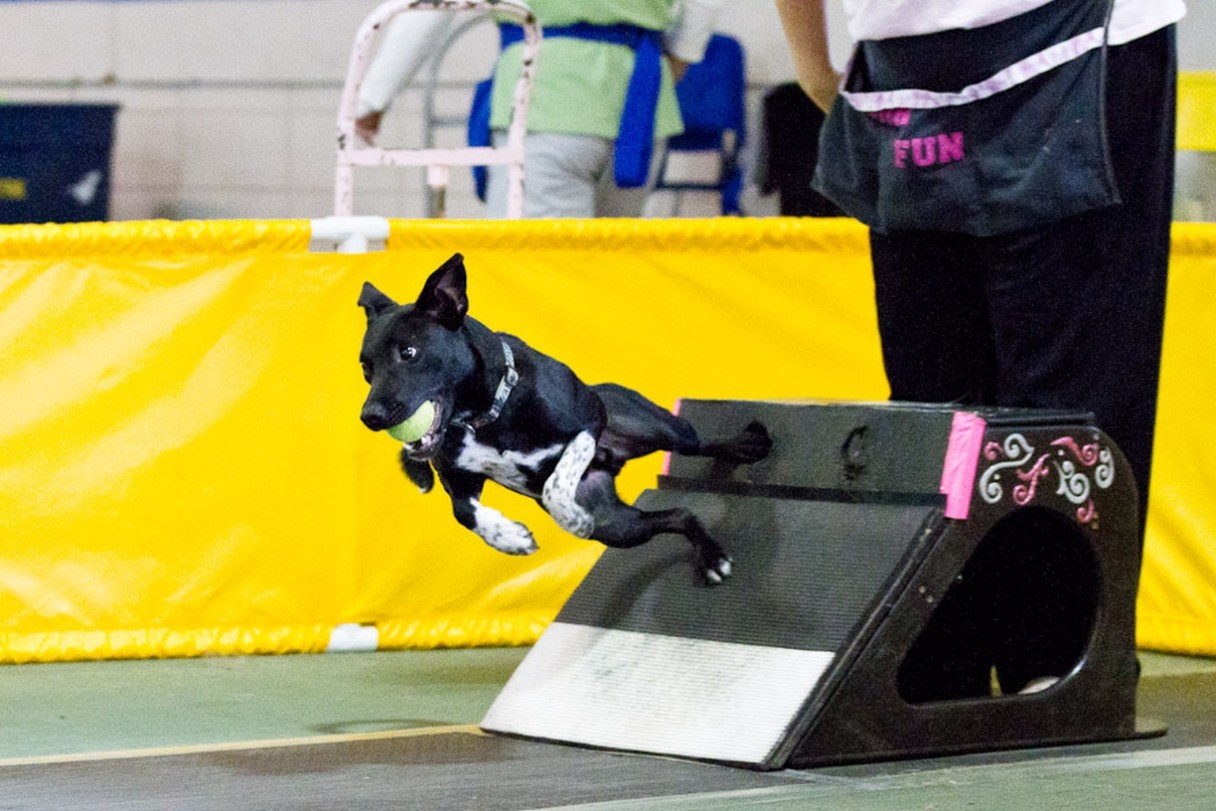 Calling All Flyball Dogs! American Kennel Club