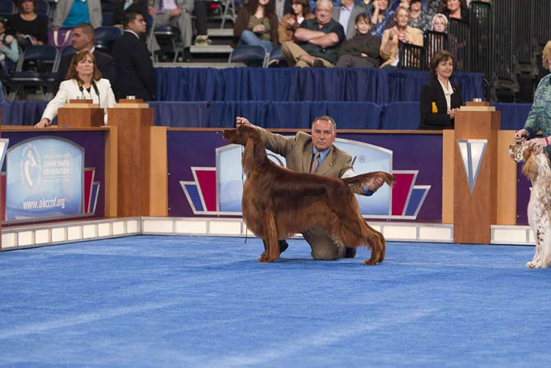 akc dog show