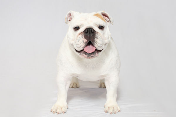 bulldog body