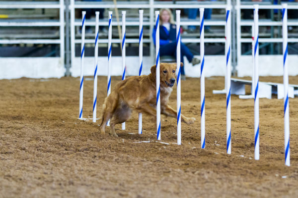 Keep 'Em Sharp with Brain Games for Dogs – Furtropolis