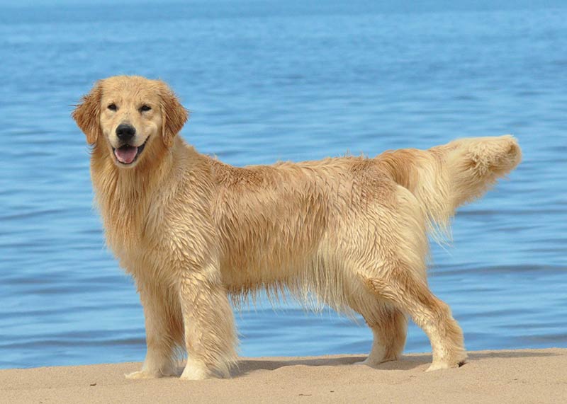 Full breed best sale golden retriever