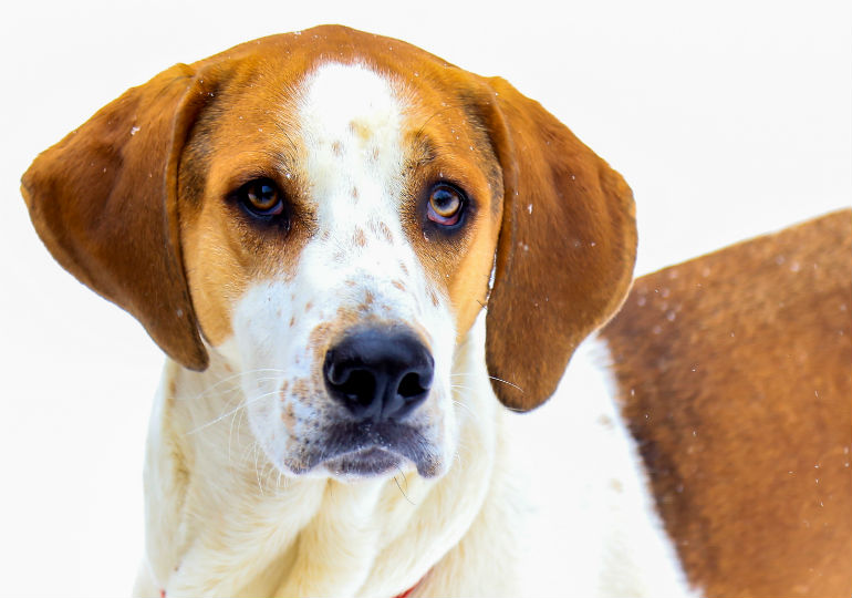 american foxhound german shepherd mix puppy