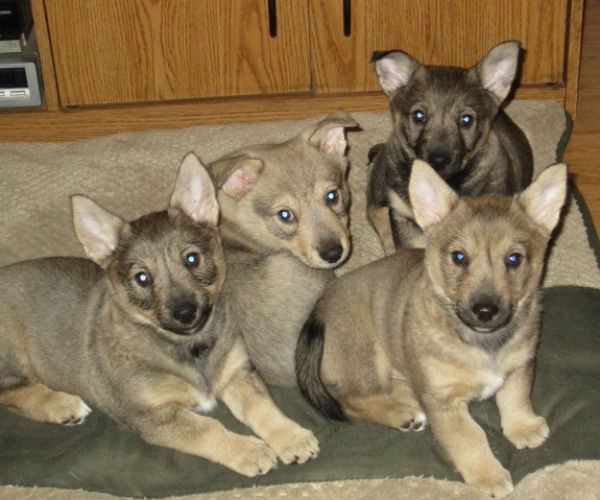 White 2024 swedish vallhund