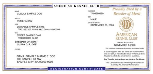 american kennel club pomeranian
