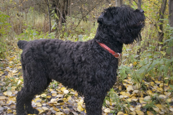 Black sales russian terrier