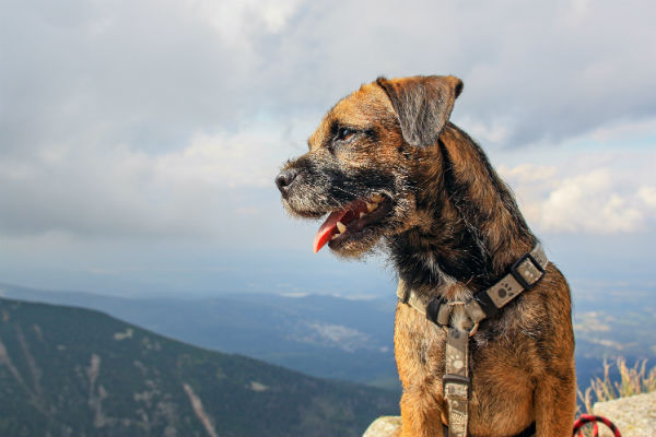 Border sales terrier hunting