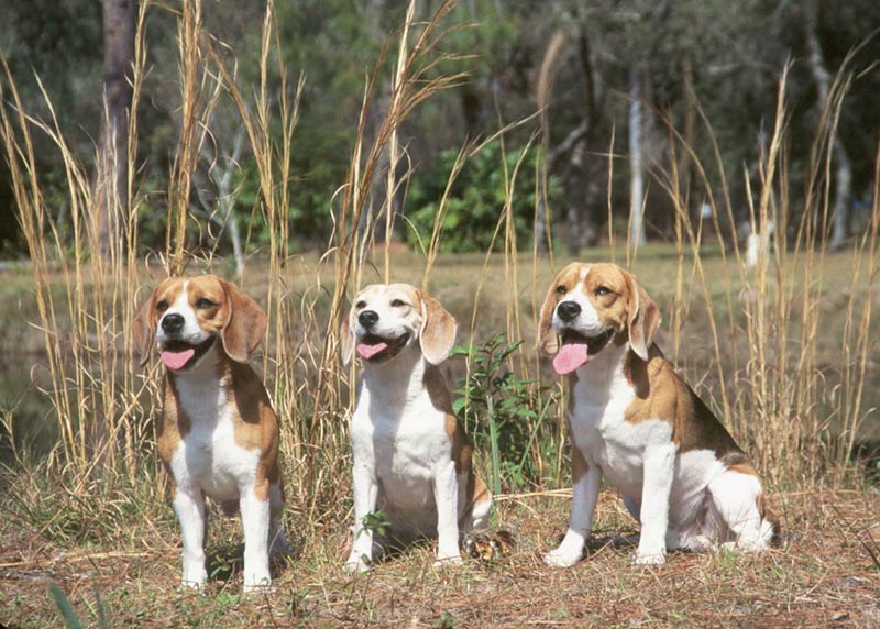 10 Things You Didn T Know About The Beagle American Kennel Club