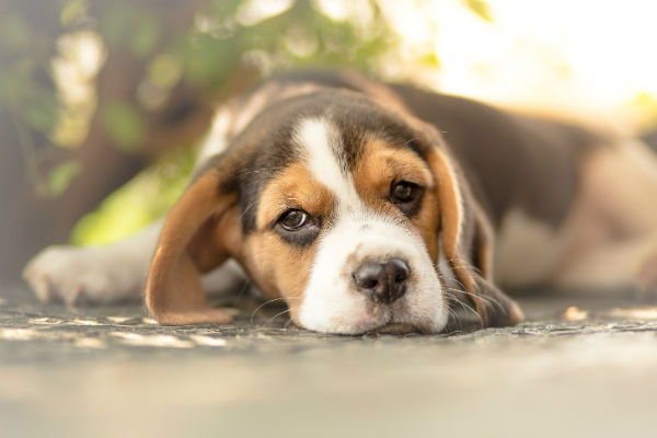 beagle puppy laying