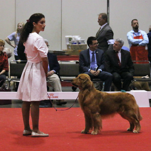 Golden Retriever dog being shown by a handler