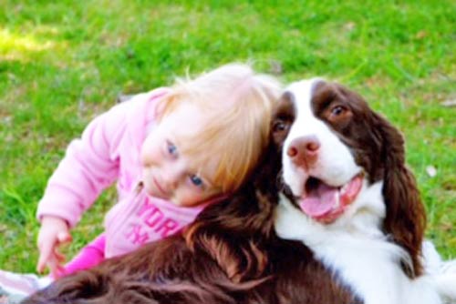 felicity english springer spaniels