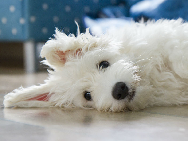 Meet the Ultimate Companion Dog: the Coton de Tulear – American