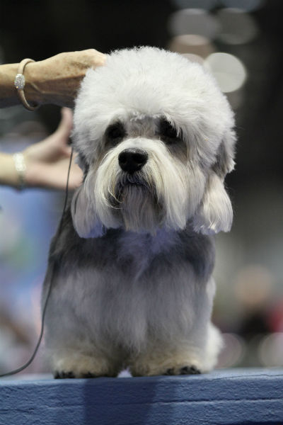 what kind of dog is a dandie dinmont