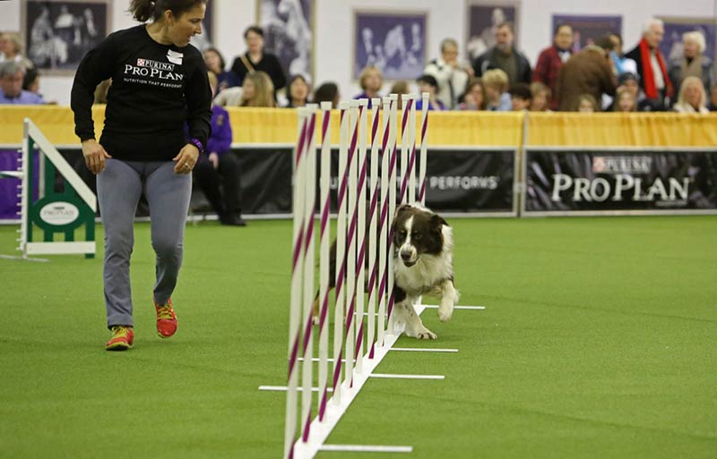 Duthie and Tumble agility