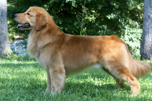 prism golden retrievers