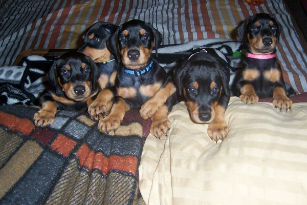 doberman puppies