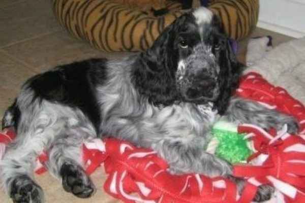 Akc cocker shop spaniel puppies