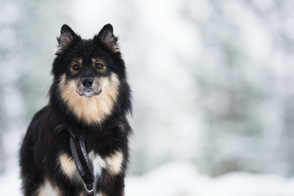 red finnish lapphund