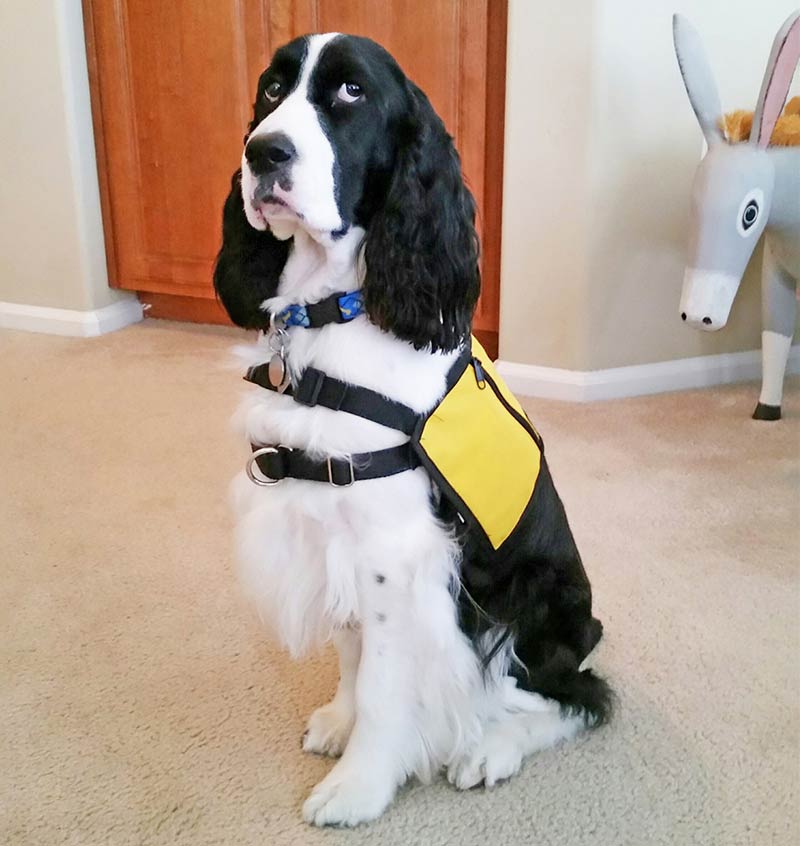 felicity english springer spaniels