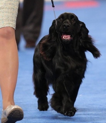 field spaniel show