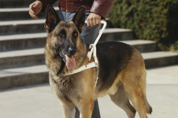 gsd guide dog