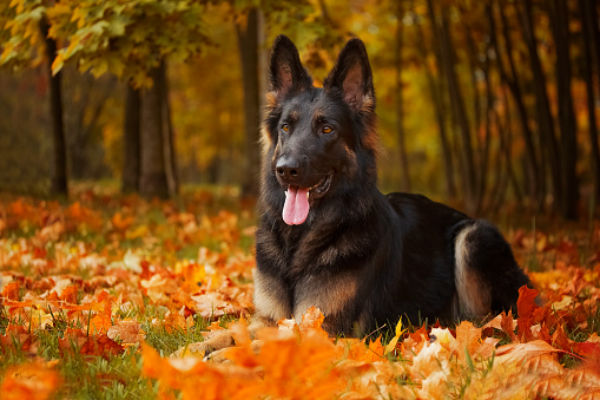 german shepherd family dog