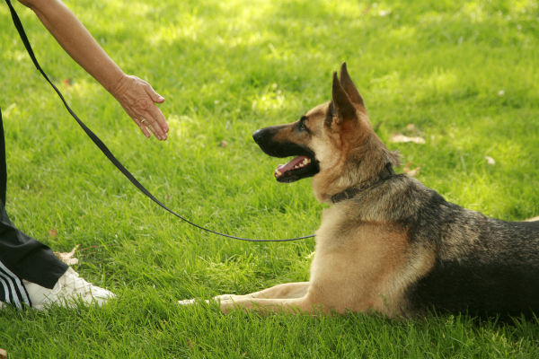 gsd adult