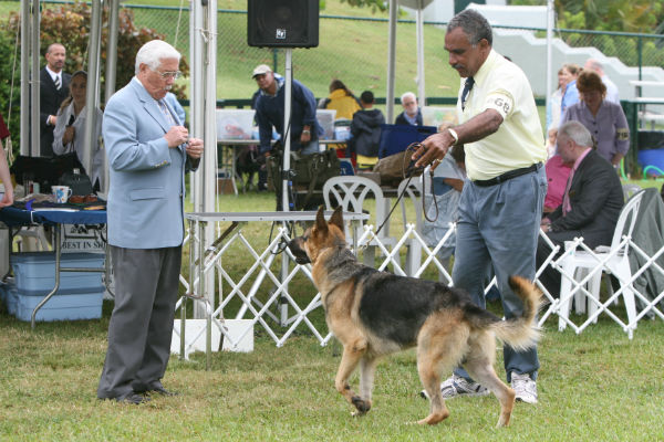 Six Great Ways to Get Involved In the German Shepherd Dog World American Kennel Club