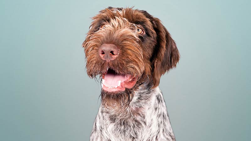 what is the breed of german longhaired pointer