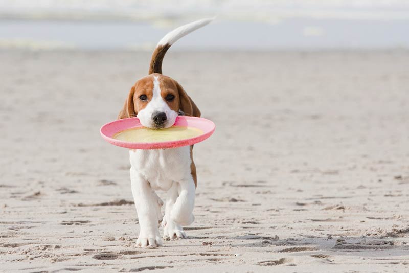 10 Things You Didn't Know About The Beagle American Kennel Club
