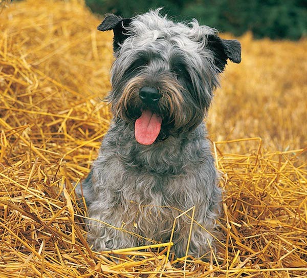 Glen of best sale imaal terrier association