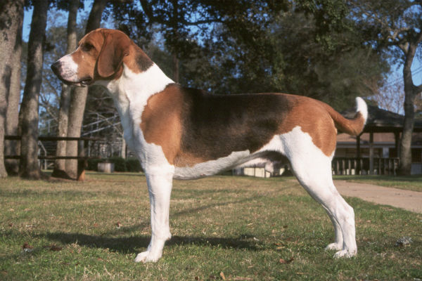 harrier hound