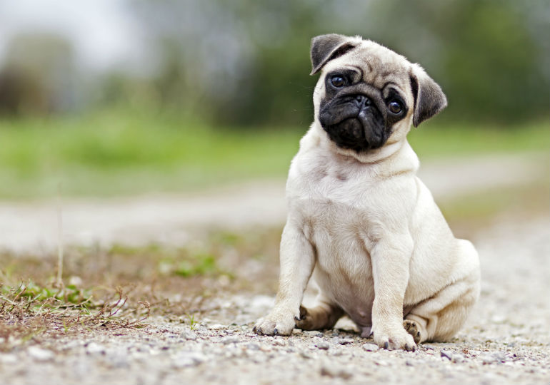 wild pugs in china