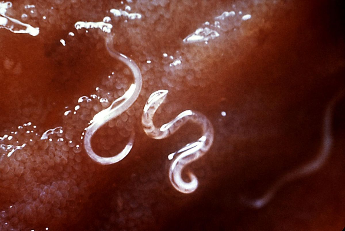 hookworm in dogs